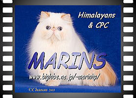 marins Cattery of Japan