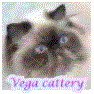 Vega Cattery of Japan